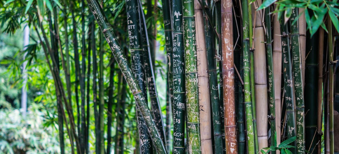 A paciência do bambu